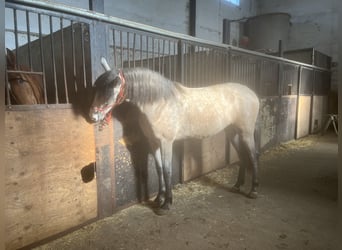 Spanish Sporthorse, Gelding, 2 years, 15.2 hh, White