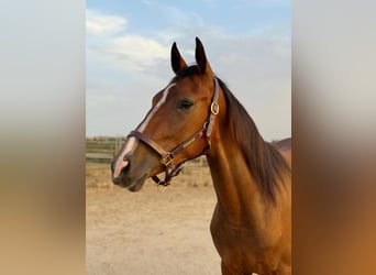 Spanish Sporthorse, Gelding, 2 years, 16 hh, Brown