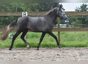 Spanish Sporthorse, Gelding, 3 years, 13.2 hh, Gray