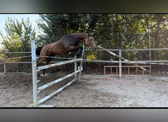 Spanish Sporthorse, Gelding, 3 years, 15,3 hh, Dun