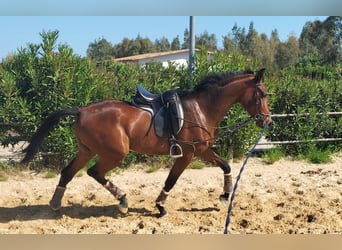 Spanish Sporthorse, Gelding, 3 years, 16.1 hh, Brown