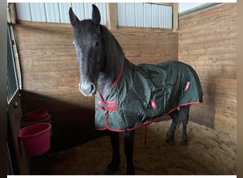 Spanish Sporthorse Mix, Gelding, 3 years, 16 hh, Gray-Dapple