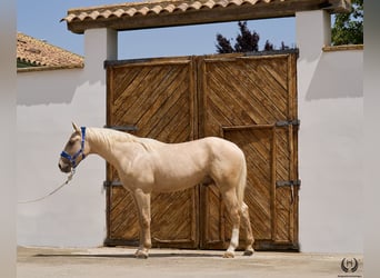 Spanish Sporthorse, Gelding, 3 years, 16,2 hh, Palomino