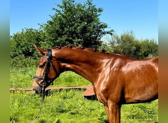 Spanish Sporthorse, Gelding, 4 years, 15.2 hh, Chestnut-Red