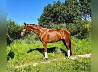 Spanish Sporthorse, Gelding, 4 years, 15.2 hh, Chestnut-Red