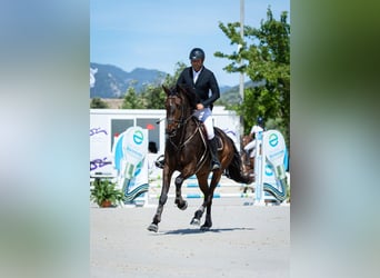 Spanish Sporthorse, Gelding, 4 years, 15.3 hh, Bay-Dark