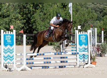 Spanish Sporthorse, Gelding, 4 years, 15.3 hh, Bay-Dark