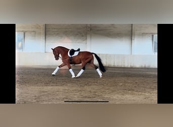 Spanish Sporthorse, Gelding, 4 years, 15.3 hh, Brown