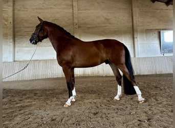 Spanish Sporthorse, Gelding, 4 years, 15.3 hh, Brown