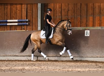 Spanish Sporthorse, Gelding, 4 years, 15.3 hh, Buckskin