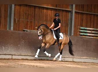 Spanish Sporthorse, Gelding, 4 years, 15.3 hh, Buckskin