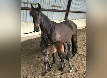 Spanish Sporthorse, Gelding, 4 years, 15,2 hh, Bay-Dark