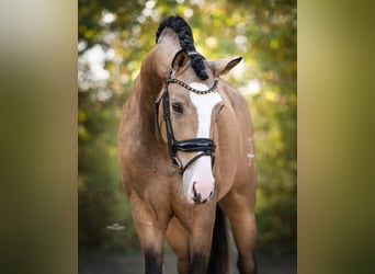 Spanish Sporthorse, Gelding, 4 years, 15,3 hh, Buckskin