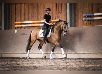 Spanish Sporthorse, Gelding, 4 years, 15,3 hh, Buckskin
