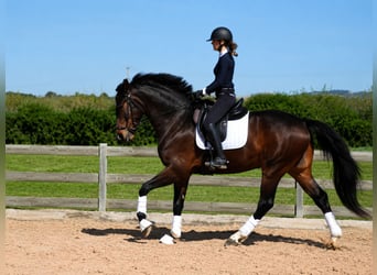 Spanish Sporthorse, Gelding, 4 years, 16.2 hh, Bay-Dark