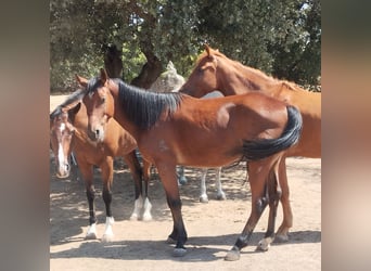 Spanish Sporthorse, Gelding, 4 years, 16 hh, Bay-Dark