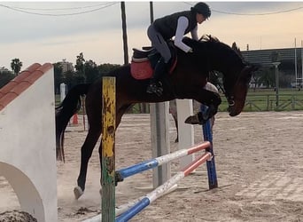 Spanish Sporthorse, Gelding, 4 years, 16 hh, Brown