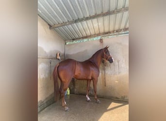 Spanish Sporthorse, Gelding, 4 years, 16 hh, Chestnut-Red