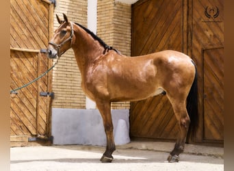 Spanish Sporthorse, Gelding, 4 years, 17 hh