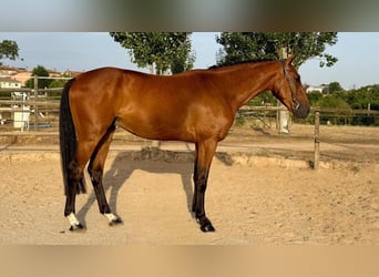 Spanish Sporthorse, Gelding, 4 years, Brown