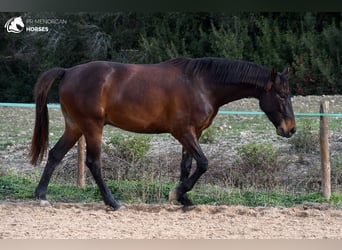 Spanish Sporthorse, Gelding, 5 years, 15.3 hh, Brown