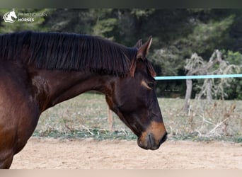 Spanish Sporthorse, Gelding, 5 years, 15.3 hh, Brown
