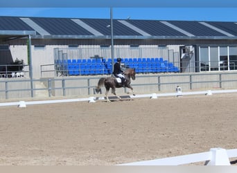Spanish Sporthorse, Gelding, 5 years, 15,2 hh, Gray-Red-Tan