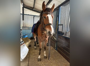 Spanish Sporthorse, Gelding, 5 years, 15,3 hh, Brown