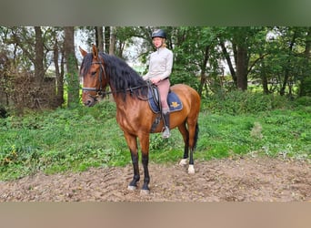 Spanisches Sportpferd, Wallach, 5 Jahre, 16,1 hh, Brauner