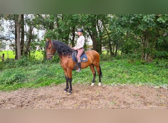 Spanisches Sportpferd, Wallach, 5 Jahre, 16,1 hh, Brauner