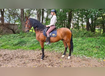 Spanisches Sportpferd, Wallach, 5 Jahre, 16,1 hh, Brauner