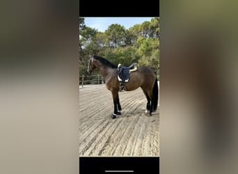 Spanish Sporthorse, Gelding, 5 years, 16,1 hh, Dun