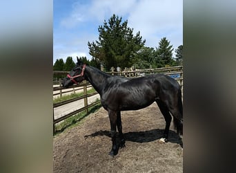 Spanish Sporthorse, Gelding, 5 years, 16 hh, Black