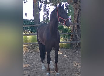 Spanish Sporthorse, Gelding, 5 years, 16 hh, Chestnut