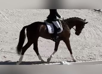 Spanish Sporthorse, Gelding, 5 years, 16 hh, Chestnut-Red
