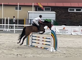 Spanish Sporthorse, Gelding, 5 years, 17,1 hh, Brown