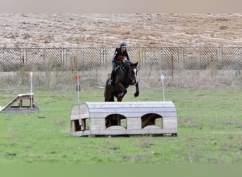 Spanish Sporthorse, Gelding, 5 years, 17,1 hh, Brown