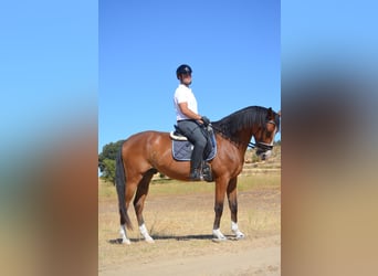 Spanish Sporthorse, Gelding, 5 years, 17 hh, Bay