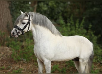 Spanish Sporthorse Mix, Gelding, 6 years, 11,2 hh, Grey