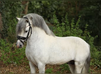 Spanish Sporthorse Mix, Gelding, 6 years, 11,2 hh, Grey