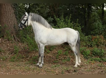Spanish Sporthorse Mix, Gelding, 6 years, 11,2 hh, Grey