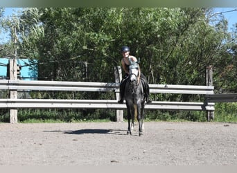 Spanish Sporthorse, Gelding, 6 years, 14.2 hh, Grey-Dapple