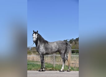 Spanish Sporthorse, Gelding, 6 years, 14.2 hh, Grey-Dapple