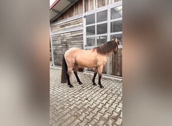 Spanish Sporthorse, Gelding, 6 years, 14,2 hh, Buckskin