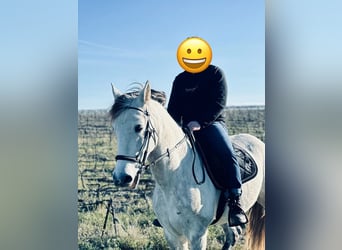 Spanish Sporthorse, Gelding, 6 years, 15,2 hh, Gray-Dapple