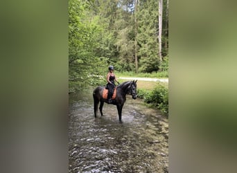 Spanish Sporthorse, Gelding, 6 years, 15.2 hh, Gray