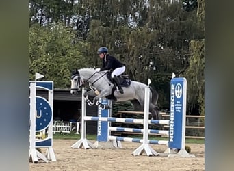 Spanish Sporthorse Mix, Gelding, 6 years, 15.2 hh, Gray