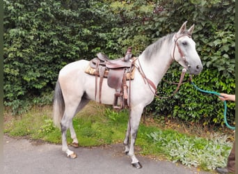 Spanish Sporthorse, Gelding, 6 years, 15.2 hh
