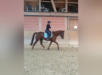 Spanish Sporthorse, Gelding, 6 years, 15,3 hh, Chestnut-Red