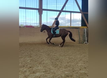 Spanish Sporthorse, Gelding, 6 years, 15,3 hh, Chestnut-Red